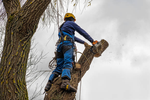 The Steps Involved in Our Tree Care Process in Hot Springs, AR